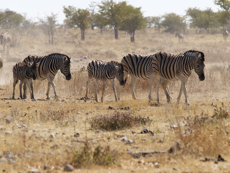 Etosha National Park, Rietfontein, Zebra